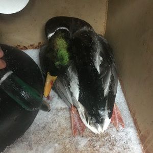 Meet your Posher, Lee